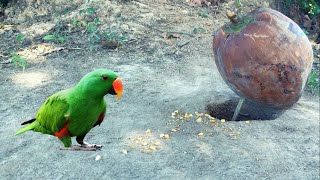 Creative Easy Amazing , Unique Bird Trap using Ripe coconut - shorts Channel : survival