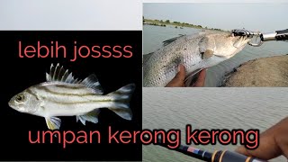 Mantap ll Casting ikan Barramundi ll pake umpan kerong kerong