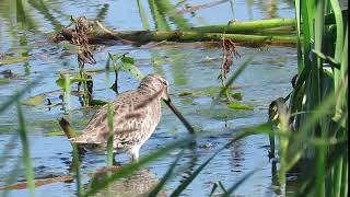 Long-billed Dowitcher