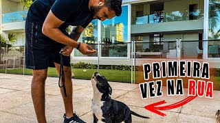 Meu CACHORRO não sabe passear! Adestramento...