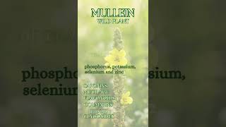 Mullein - Verbascum thapsus