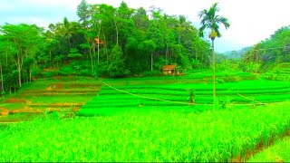 Suasana alam pedesaan bikin betah rumah ditengah sawah |Tasikmalaya jawabarat.