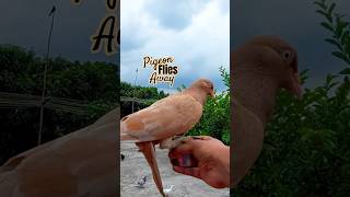 Pigeon Finishes Eating and Flies Away #pigeon #kabutar #pets