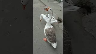 Hello Ducks 😍 #travel #duck #birds #shorts