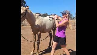 6 Months Old and 600 Pounds---training to kneel, and wear a saddle blanket