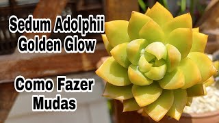 Como Fazer Mudas do Sedum Adolphii Golden Glow