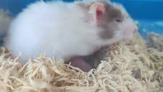 New Born Hamster - Teddy Bear Hamster ( Medium Sized)