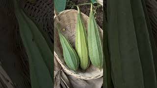 Harvest Sponge Beans for The First Time || Panen Gambas Perdana