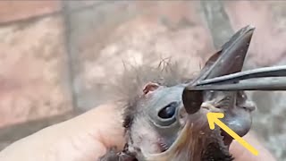 Heartwarming Bird Rescues: Saving Baby Birds from Harmful Parasites