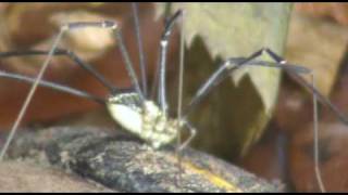 Modri pajkovec - suha južina (blue harvestman) 3.