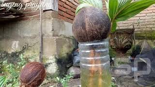 cara membersihkan bonsai kelapa Dan perawatan