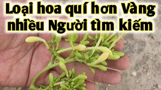 Bài thuốc trị Tràn dịch màn phỏi, phòng và trị ung thưư. PHAN HẢI Vlog