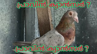 പ്രാവിന് കാൻസർ വന്നത് കണ്ടിട്ടുണ്ടോ ? | Pigeon suffering from cancer