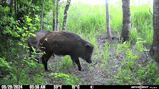 Spypoint Cameras and wildboar at a salt licking place