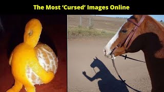 Funny Pictures Of Most Cursed Images Online || Hilarious Images Of Cursed Things #whatameme