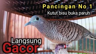 Perkutut lokal gacor suara enak santai cocok untuk pancingan langsung nyaut.