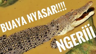 BUAYA GALAK‼️😱Ngeriii amang rimba borneo keliling Hutan dan mencari ikan⚠️