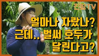 호두나무재배 1년 얼마나 자랐나?? 호두나무 묘목 구매부터 수확까지 #4 (호두농사, 호두재배)