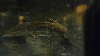 Aksolotl / Ambystoma meksykańska - Ambystoma mexicanum