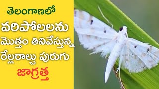 మీ వరిలో ఈ పురుగును గుర్తించండి రెల్ల రాల్చు పురుగు నివారణ చర్యలు ౹ rella ralchu purugu nivarana