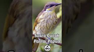 Suara Cucak Pantai Papua