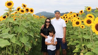 Sunflower Farm and berry picking Day #viral #trending #love #family #farm #qualitytime ​⁠