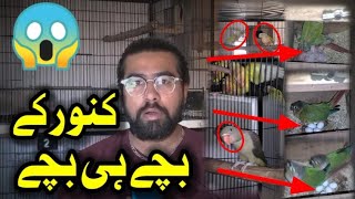 Ali Bhai K Conure's K Setup Ki Progress| Suncheek | Blue Turquoise| Pineapple Conure| Green Cheek