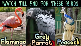 Big Birds For Sale | African Grey Parrot | Peacock 🦚 Bird | Flamingo Bird