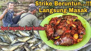 Strike Beruntun....!!! Langsung Masak, spot mayoritas ikan familiar