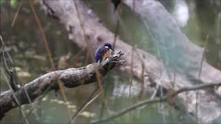 Azure Kingfisher, Wonga Wetlands, New South Wales