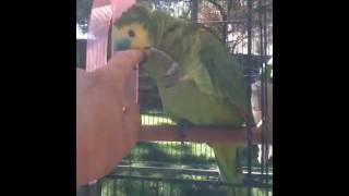 Petting Blue Front Amazon Parrot in HD