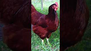 Rhode Island Red