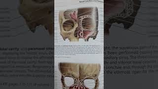 frontal sinus