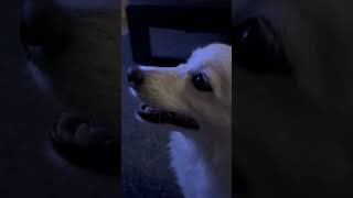 Kid says he wants a taco now and American Eskimo dog answers “no” 😂