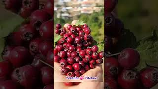 Natural Wild Fruits..Hawthorn Berry..Pitehno Village..north of IRAN ولیک سرخ سرشار از خواص دارویی