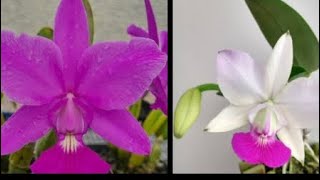 Cattleya Walkeriana replante na madeira