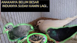 anak merpater umur 1 minggu || kawin silang merpati X puter