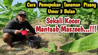 Pemupukan Tanaman Pisang Umur 3 Bulan Dengan Teknik Kocor