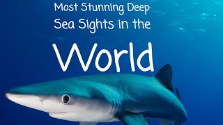 Most Stunning Deep Sea Sights in the World