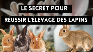 Le secret pour débuter l'élevage des lapins en zone tropicale