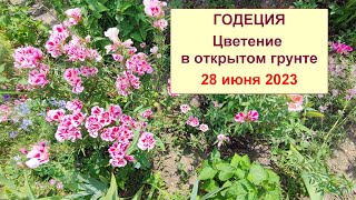 Годеция. Цветение в открытом грунте. 29 июня 2023