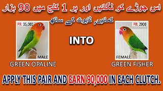 اس جوڑے کو لگائیں اور ہر 1 کلچ میں 90 ہزار کمائیں | EARN 90 THOUSAND, WITH PROOF | AA BIRDS INFO