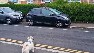 Unbothered Fox Greets a Puppy on a Walk in West London