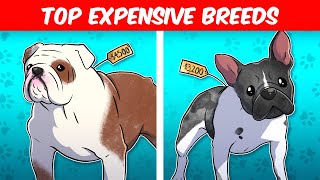 10 Most Expensive Dog Breeds Worth Every Penny | These Are 10 Most Expensive Dog Breeds in 2022