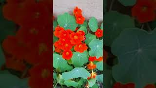 گل های کنار کوچه و خیابان/Flowers on the side of the alley and street