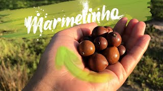 Marmelinho do campo ou Puruí peba | Marmelada de cachorro