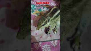 my new squirrel   ,,,(gadgets official) ,, #nature ,#shorts ,#shortvideo