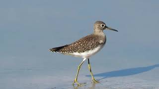 Solitary Sandpiper