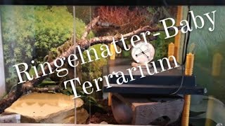 Ringelnatter-Baby Terrarium: Einrichtung und Technik. #ringelnatter #natrix #schlange  #terrarium