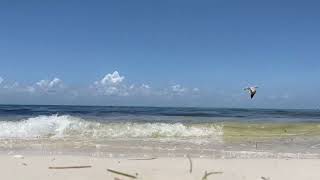 Beach Relaxing Background video with original sound | Clip # 2.